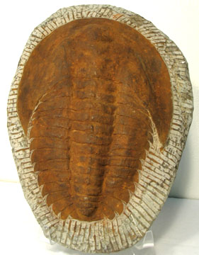 45.00 trilobite plate.jpg